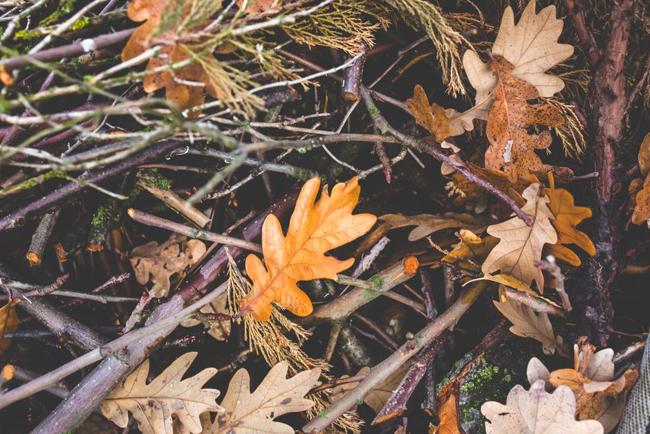 A close-up view of a pile of garden waste consisting of partly decomposed fallen oak and other tree leaves, sticks, and small branches. The leaves are primarily shades of brown and orange, with some showing signs of decay, and they vary in shape from broad and lobed to more slender. The twigs and branches are dark brown or grey, some with rough textures and patches of moss or lichen. The leaves and branches are layered unevenly, creating a natural, cluttered appearance typical of garden clearance or compostable waste. The background shows more organic debris, with damp soil or mulch visible underneath. The overall scene reflects a typical collection of autumn garden refuse prepared for removal or composting, naturally lit with soft, diffuse lighting. This image could represent waste collection services focused on garden debris, such as those provided by Waste Collection Enfield, emphasizing their operations for on-site clearance of organic garden waste.